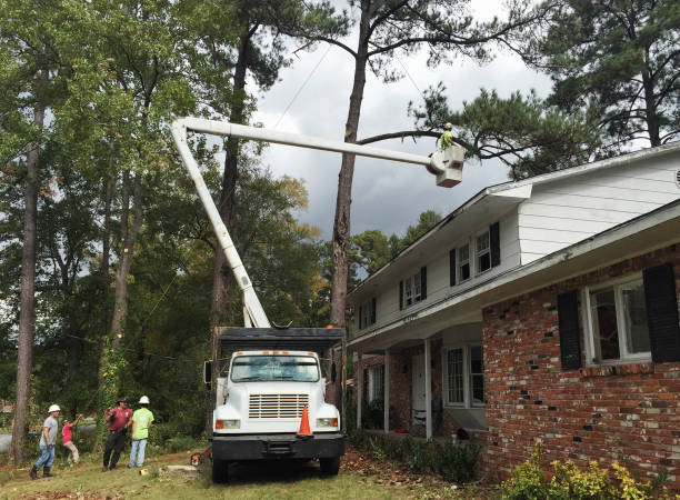 How Our Tree Care Process Works  in  Macedonia, OH